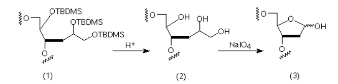 Qúa trình hình thành, tổng hợp oligonucleotide có chứa vùng abasic site