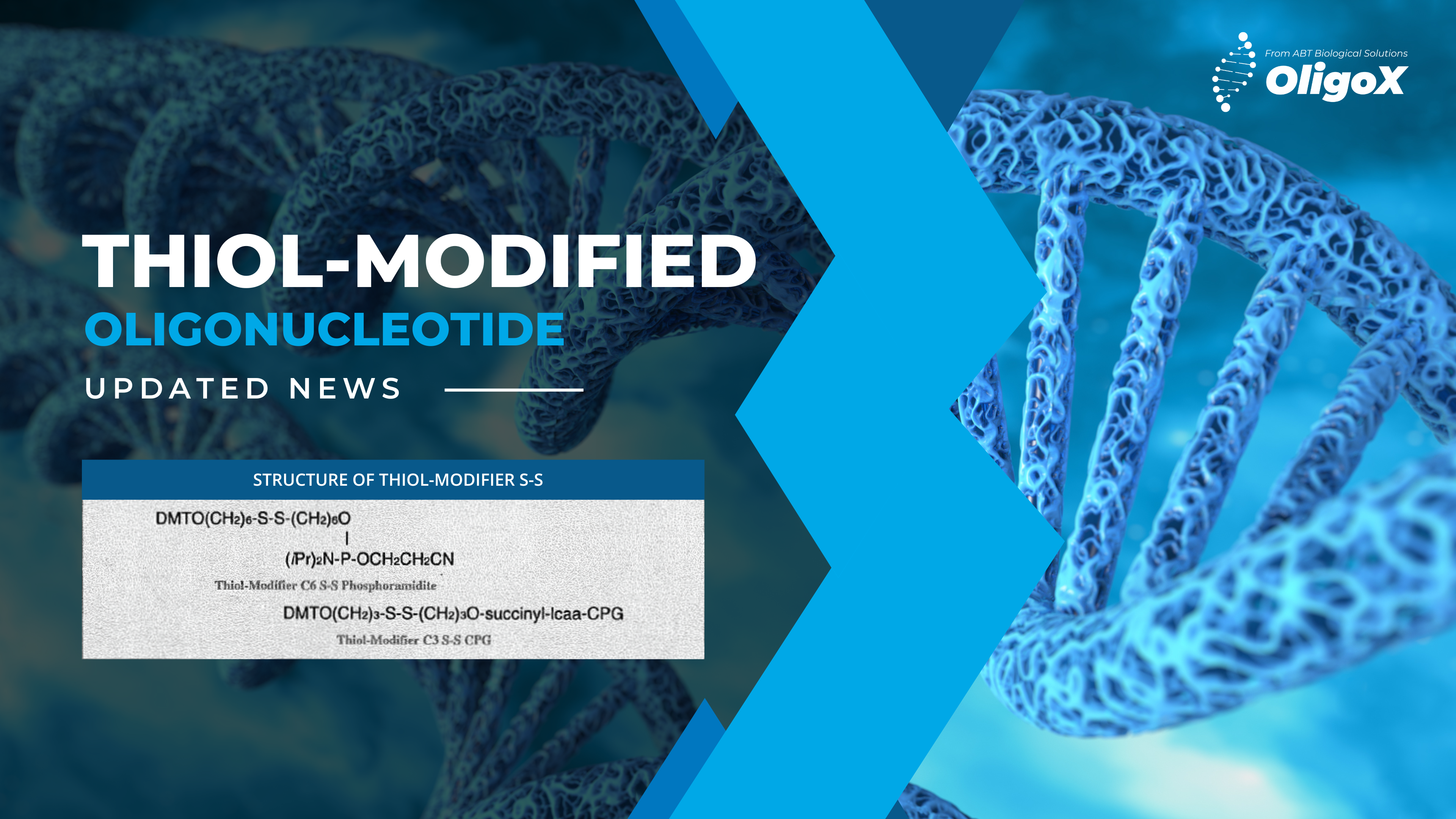 Thiol-modified oligonucleotide