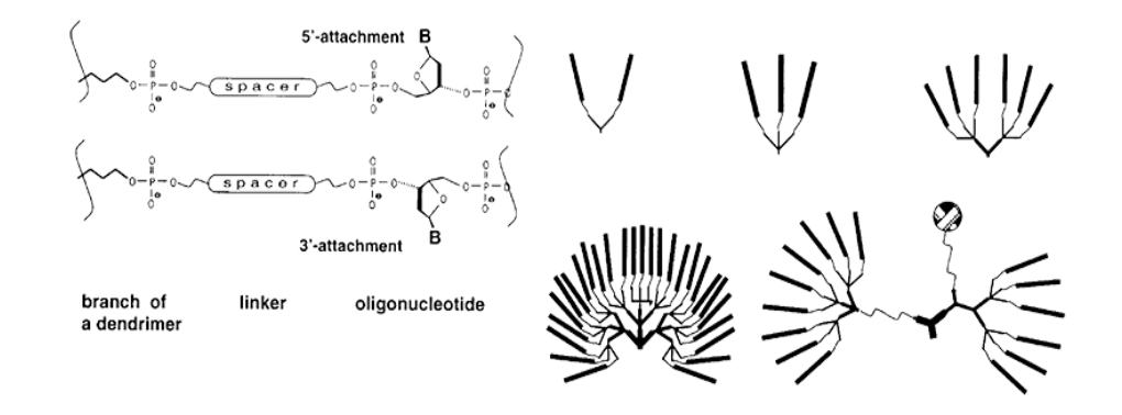 Hình 3. Ví dụ cấu trúc Oligonucleotide dendrimer phân nhánh đơn và kết hợp ở các thế hệ khác nhau