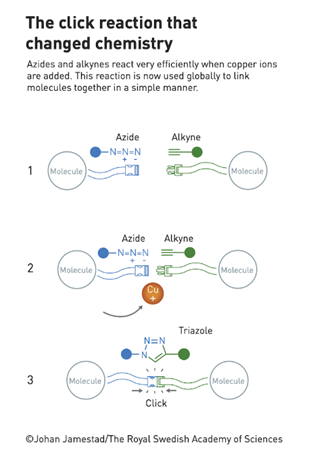 Hình 2. Cơ chế của phản ứng click chemistry