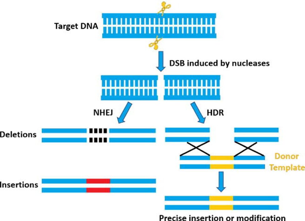 Hình 6. Hai cơ chế sửa chữa của đoạn DNA bị cắt (Double stranded break – DSB)